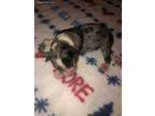 Mutt Puppy for sale in Bogue Chitto, MS, USA