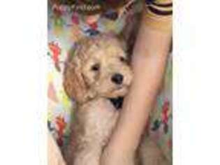 Goldendoodle Puppy for sale in Boca Raton, FL, USA