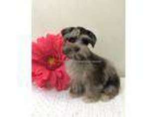Mutt Puppy for sale in Bunker Hill, IN, USA