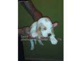 Basset Hound Puppy for sale in Damascus, AR, USA
