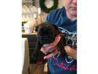 French Bulldog Puppy for sale in Clyde, TX, USA