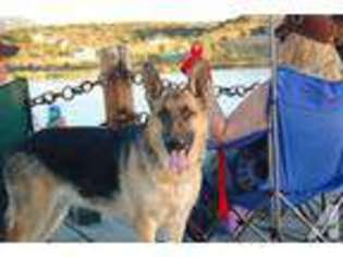 German Shepherd Dog Puppy for sale in SHELLEY, ID, USA