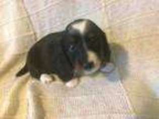 Dachshund Puppy for sale in Clayton, GA, USA