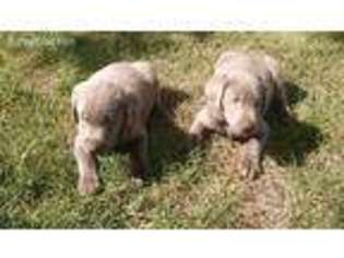Labrador Retriever Puppy for sale in Delta, OH, USA