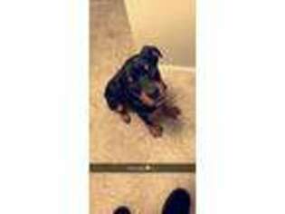 Rottweiler Puppy for sale in Blacklick, OH, USA
