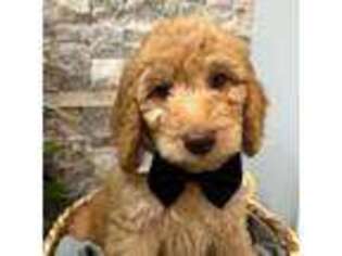 Goldendoodle Puppy for sale in Largo, FL, USA