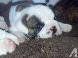 Bulldog Puppy for sale in SAINT MARYS, OH, USA