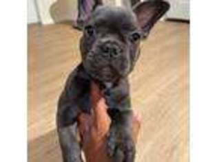 French Bulldog Puppy for sale in Rancho Cucamonga, CA, USA