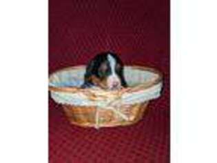 Bernese Mountain Dog Puppy for sale in Gas City, IN, USA