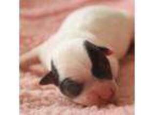 Jack Russell Terrier Puppy for sale in Riverside, CA, USA