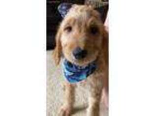 Goldendoodle Puppy for sale in Kawkawlin, MI, USA