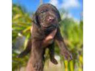 Labrador Retriever Puppy for sale in Cape Coral, FL, USA