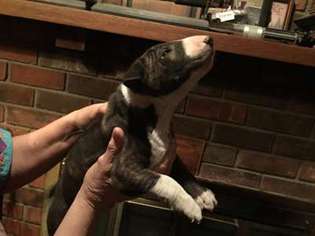 Bull Terrier Puppy for sale in Las Vegas, NV, USA