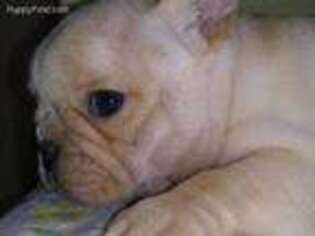 French Bulldog Puppy for sale in Canyon Lake, TX, USA