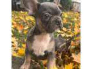 French Bulldog Puppy for sale in Lyons, NY, USA