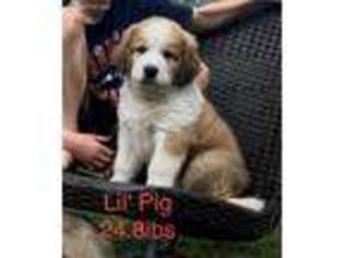 Great Pyrenees Puppy for sale in Dowling, MI, USA