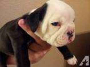 Bulldog Puppy for sale in VICTORIA, TX, USA