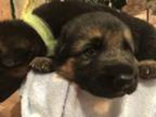Mutt Puppy for sale in Clearlake, WA, USA