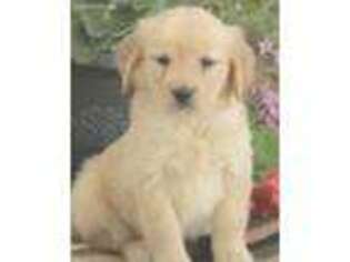 Golden Retriever Puppy for sale in Culpeper, VA, USA