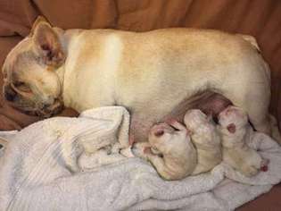 French Bulldog Puppy for sale in Demotte, IN, USA