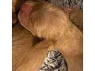 Golden Retriever Puppy for sale in New Bedford, MA, USA