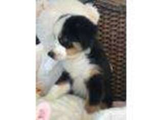 Miniature Australian Shepherd Puppy for sale in Holly Hill, SC, USA
