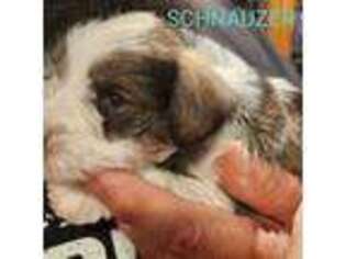 Mutt Puppy for sale in La Grange Park, IL, USA
