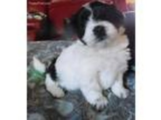 Coton de Tulear Puppy for sale in Mead, OK, USA