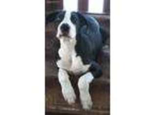Great Dane Puppy for sale in Lakeland, FL, USA