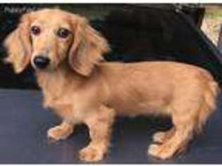 Dachshund Puppy for sale in Huffman, TX, USA