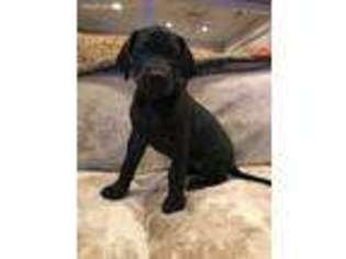Great Dane Puppy for sale in Dutton, AL, USA