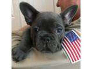 French Bulldog Puppy for sale in Deland, FL, USA