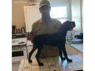 German Shorthaired Pointer Puppy for sale in Grand Terrace, CA, USA