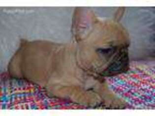 French Bulldog Puppy for sale in Elmhurst, NY, USA