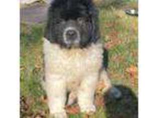 Newfoundland Puppy for sale in Seattle, WA, USA