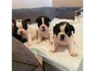 French Bulldog Puppy for sale in Swansea, MA, USA