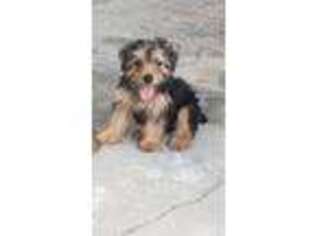 Yorkshire Terrier Puppy for sale in Longs, SC, USA