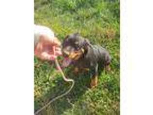 Rottweiler Puppy for sale in Moro, IL, USA