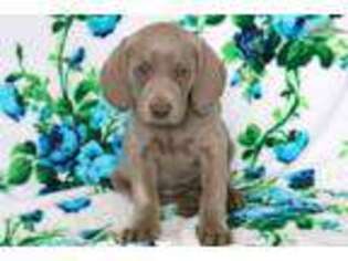 Weimaraner Puppy for sale in Lancaster, PA, USA
