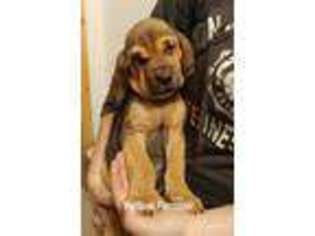 Bloodhound Puppy for sale in Gratiot, WI, USA