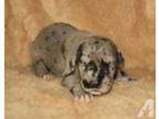 Great Dane Puppy for sale in WINTER HAVEN, FL, USA