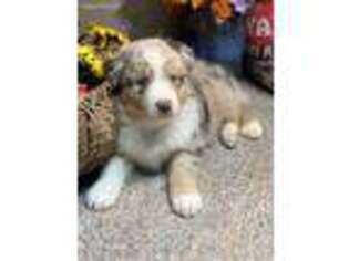 Australian Shepherd Puppy for sale in Palmyra, VA, USA