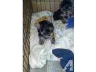 Yorkshire Terrier Puppy for sale in RAMONA, CA, USA