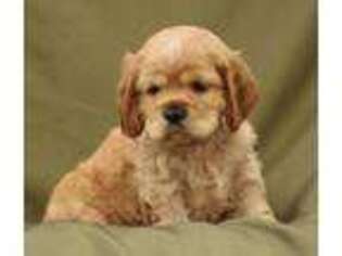 Cocker Spaniel Puppy for sale in Loyal, WI, USA