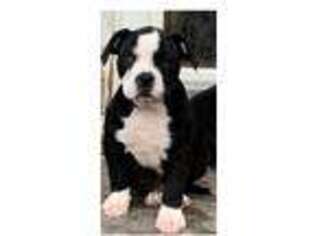 Alapaha Blue Blood Bulldog Puppy for sale in Auburn, AL, USA