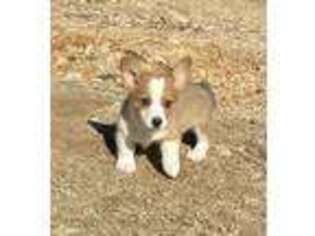 Pembroke Welsh Corgi Puppy for sale in Berryville, AR, USA
