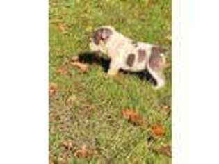 Bulldog Puppy for sale in Conway, SC, USA