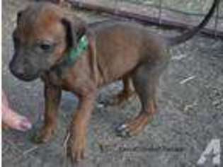 Rhodesian Ridgeback Puppy for sale in Spokane, WA, USA