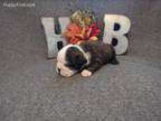 Bulldog Puppy for sale in Tilden, NE, USA