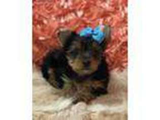 Yorkshire Terrier Puppy for sale in Evansville, IN, USA